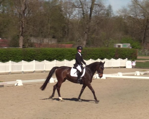 Reitturnier Münster-Handorf | Champs of Tomorrow 2022