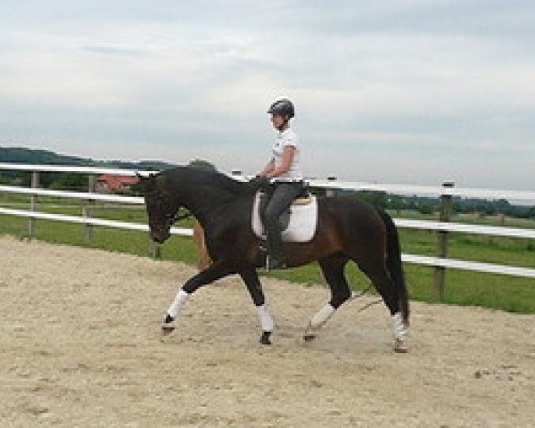 dressage horse Royal Cantal B (Hanoverian, 2010, from Royal Classic I)
