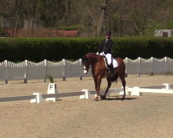 Reitturnier Münster-Handorf | Champs of Tomorrow 2022