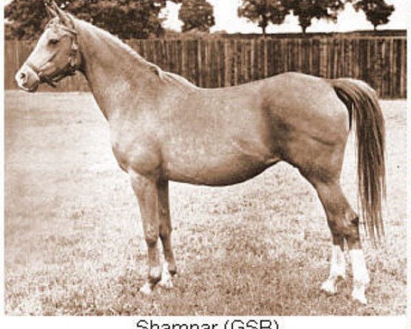 broodmare Shamnar ox (Arabian purebred, 1939, from Naziri ox)