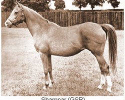 broodmare Shamnar ox (Arabian purebred, 1939, from Naziri ox)