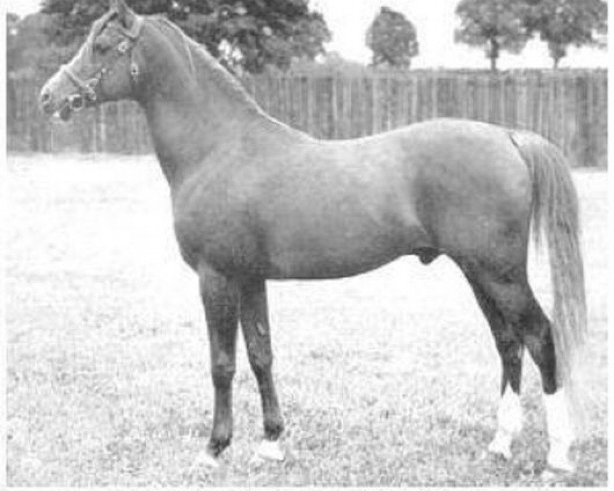 Deckhengst Count Dorsaz ox (Vollblutaraber, 1945, von Rissalix EAO)