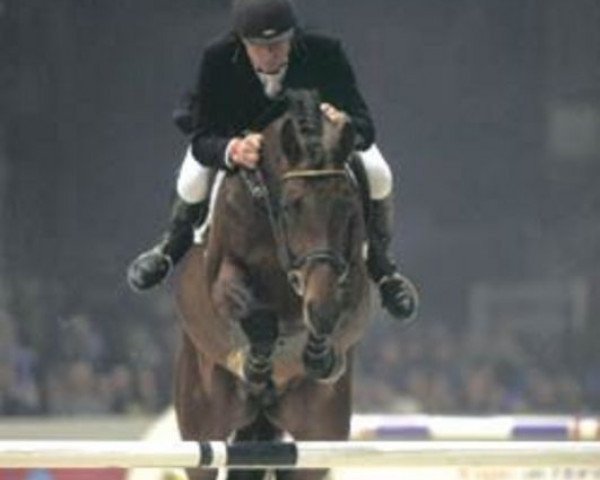 Deckhengst Boeve's Montreux (KWPN (Niederländisches Warmblut), 1994, von Hinault) Deckhengst Boeve's Montreux (KWPN (Niederländisches Warmblut), 1994, von Hinault)