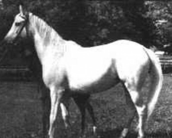 broodmare Planeta ox (Arabian purebred, 1958, from Nabor 1950 ox)
