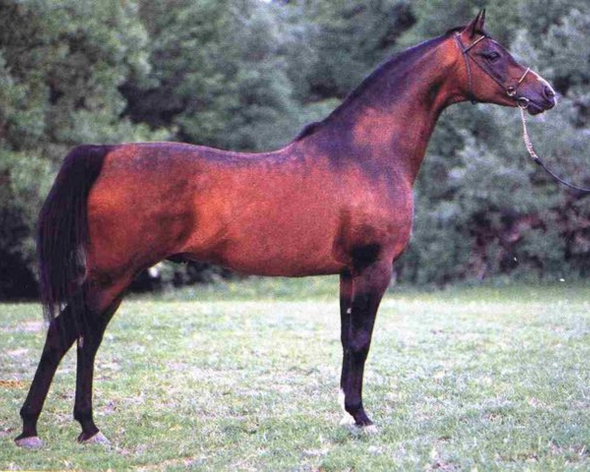 stallion Wermut ox (Arabian purebred, 1982, from Probat ox)