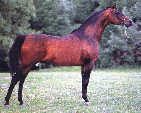 stallion Wermut ox (Arabian purebred, 1982, from Probat ox)