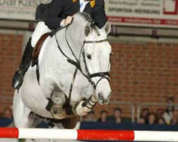 stallion Capilano (Holsteiner, 1988, from Capitol I)