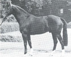 Stallone da monta Silvaner (Westfale, 1970, di Sioux)