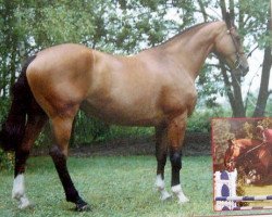 Zuchtstute Rosa de la Guerie (Selle Français, 1983, von Starter)