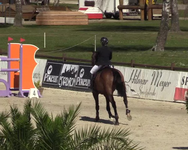FEI Reitturnier Westergellersen (GER) 2022