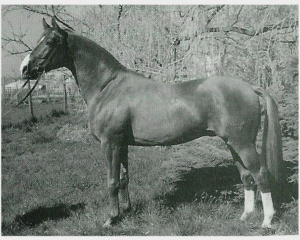 stallion Griton (Trakehner, 1985, from Altan II 1378) stallion Griton (Trakehner, 1985, from Altan II 1378)