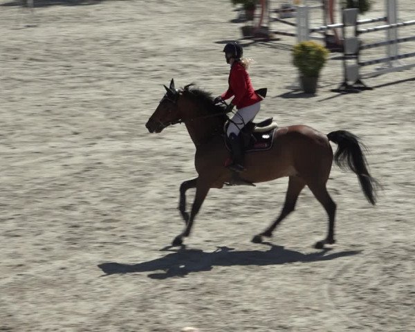 FEI Reitturnier Westergellersen (GER) 2022