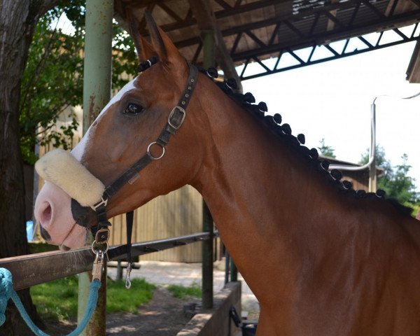 jumper Lilifee 4 (Oldenburg show jumper, 2008, from Lordanos)