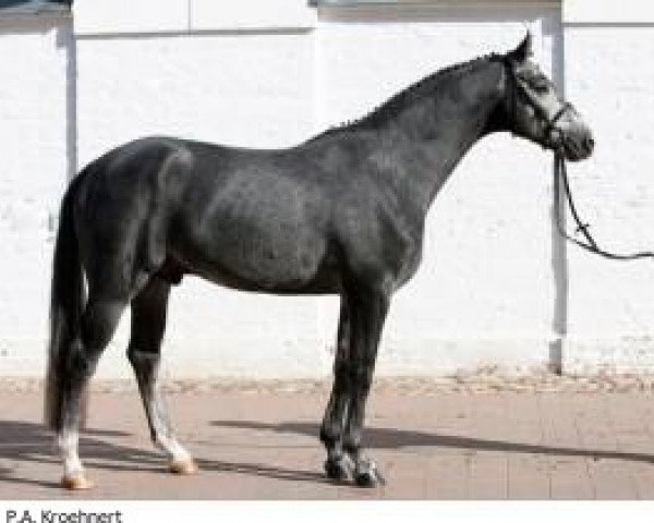 horse Chike (Westphalian, 2008, from Collin L)