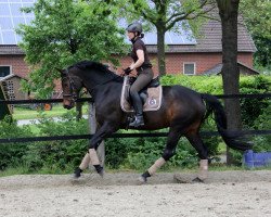 dressage horse Belle de Coeur (Westphalian, 2008, from Bravissimo)