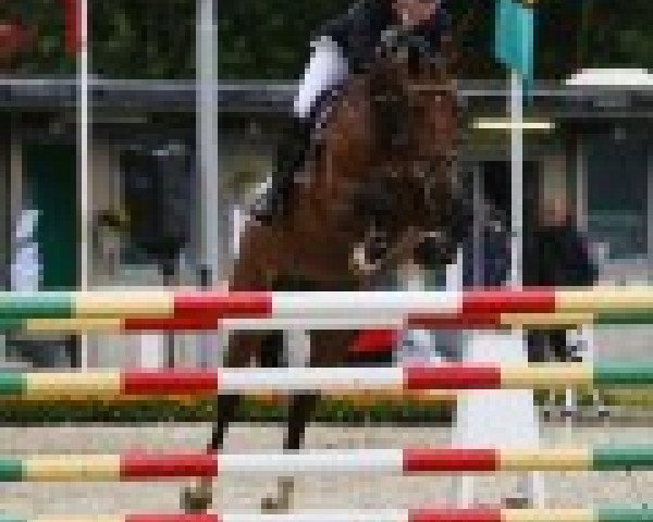 Broodmare Aczint (Norwegian Warmblood, 1998, from Accent 5)