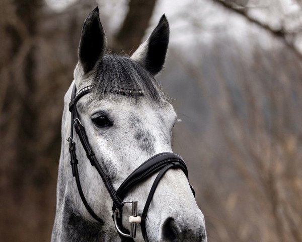 jumper Genial Daneben HS (Hanoverian, 2015, from Grey Top)