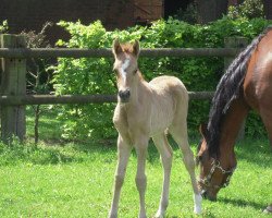 dressage horse Dreamy 17 (German Riding Pony, 2013, from Dornik B)