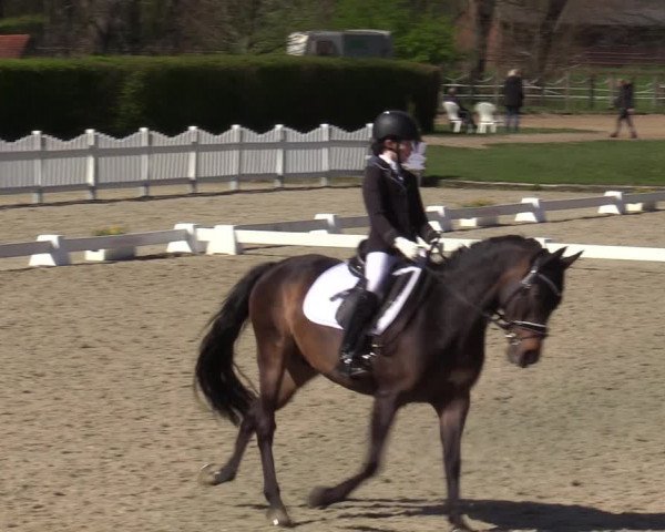 Reitturnier Münster-Handorf | Champs of Tomorrow 2022