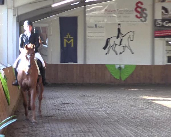 Reitturnier Dohren 2022