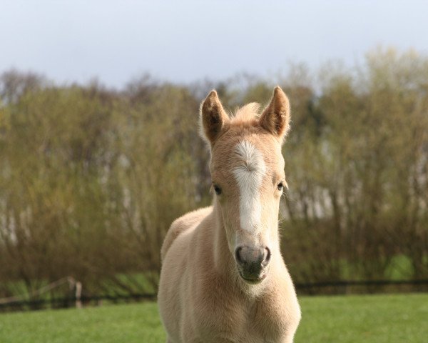 horse Greetje T (German Riding Pony, 2022, from Gipfelstürmer)