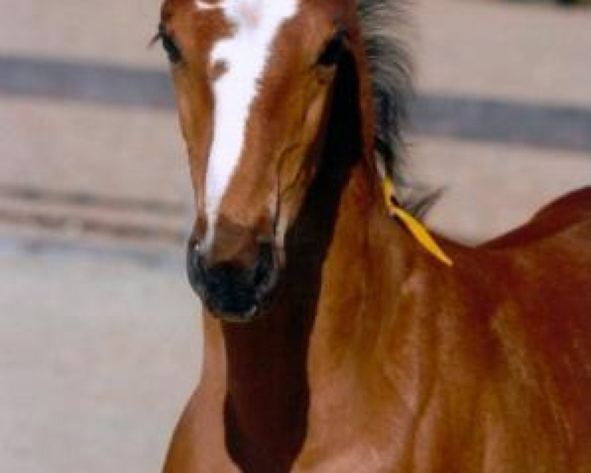 Springpferd Air Nike (Zangersheide Reitpferd, 2007, von Air Jordan Z)