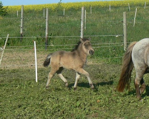 Zuchtstute Wendy von den Hunsrückponys (Dt.Part-bred Shetland Pony, 2013, von Vulkan vom Melkweg)