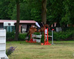 jumper Grandera 8 (Hanoverian, 1998, from Graf Grannus)