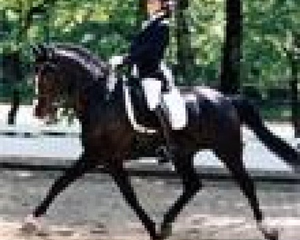 Dressurpferd Valido's Junior (Deutsches Reitpony, 1992, von Valido)