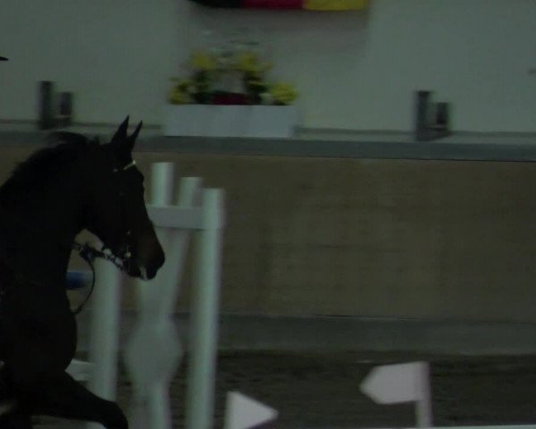 Reitturnier Waghäusel-Wiesental 2022