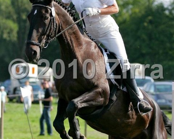 broodmare Renata 13 (Westphalian, 1994, from Rex Fritz)