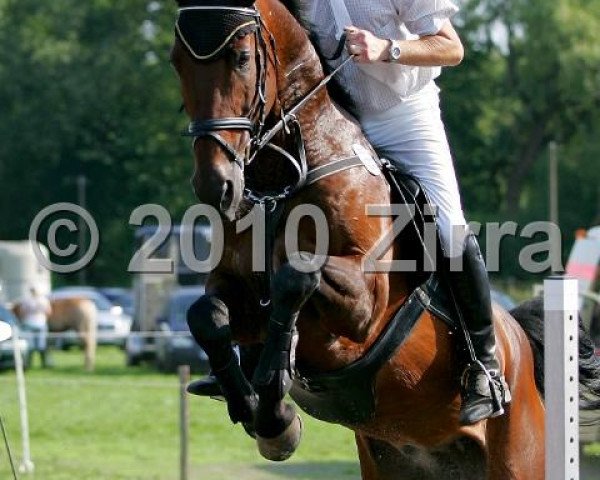 jumper Senegal 42 (Polish Warmblood, 2002, from Contender Son)