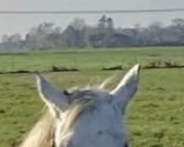 broodmare Zamira 2 (Holsteiner, 2007, from Clearway)