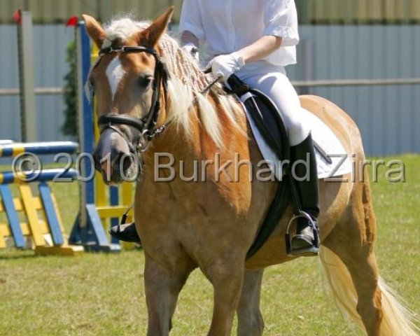 jumper Aida 163 (Haflinger, 2003, from Alban)