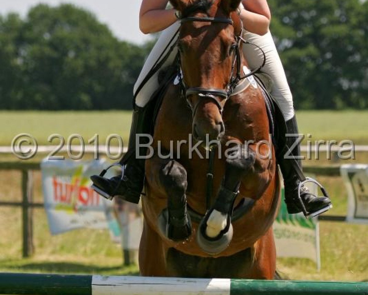 broodmare Cannelle (Westphalian, 2003, from Collin L)