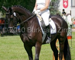 Zuchtstute Carlotta SB (Westfale, 2005, von Charisma)