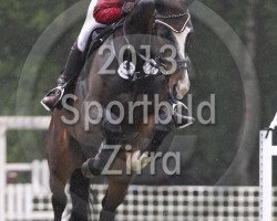broodmare Cosmopolitan (Westphalian, 2009, from Coronas 2)