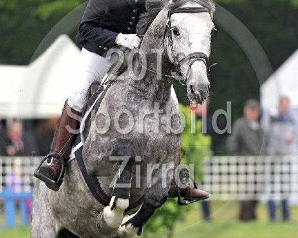 Springpferd Cybell 3 (Westfale, 2007, von Cristallo I)