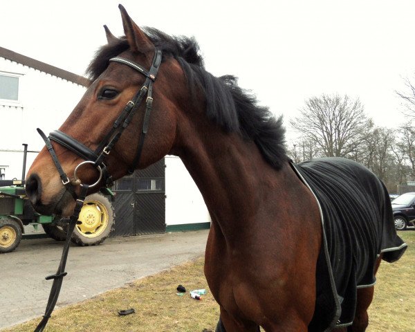 broodmare Quantra Nostra (Oldenburg show jumper, 2006, from Quick Nick 4)