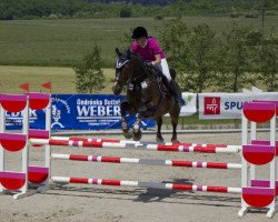 Springpferd Roccatello-Salvador (KWPN (Niederländisches Warmblut), 1999, von Ronaldo)