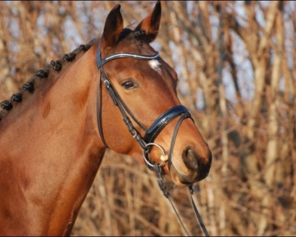 horse Loonyland (Hanoverian, 2008, from Lord Loxley I)