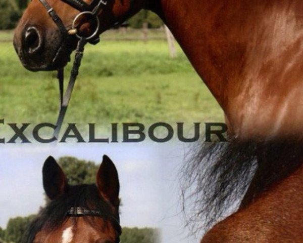 dressage horse Excalibour van Bokshout (Nederlands Rijpaarden en Pony, 2000, from El Beauty) dressage horse Excalibour van Bokshout (Nederlands Rijpaarden en Pony, 2000, from El Beauty)