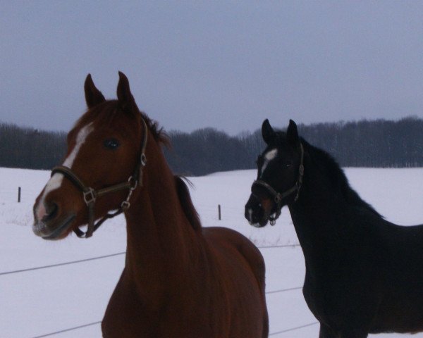 broodmare Quibelle la rouge (Westphalian, 2006, from Qusander) broodmare Quibelle la rouge (Westphalian, 2006, from Qusander)