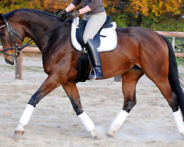 broodmare Lorett (Westphalian, 2005, from Lord Sinclair II)