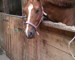 broodmare Kyrie Eleison-S (Mecklenburg, 2006, from Kulmann)