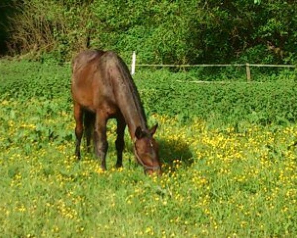 broodmare Gaida (Rhinelander, 1995, from Grossadmiral)