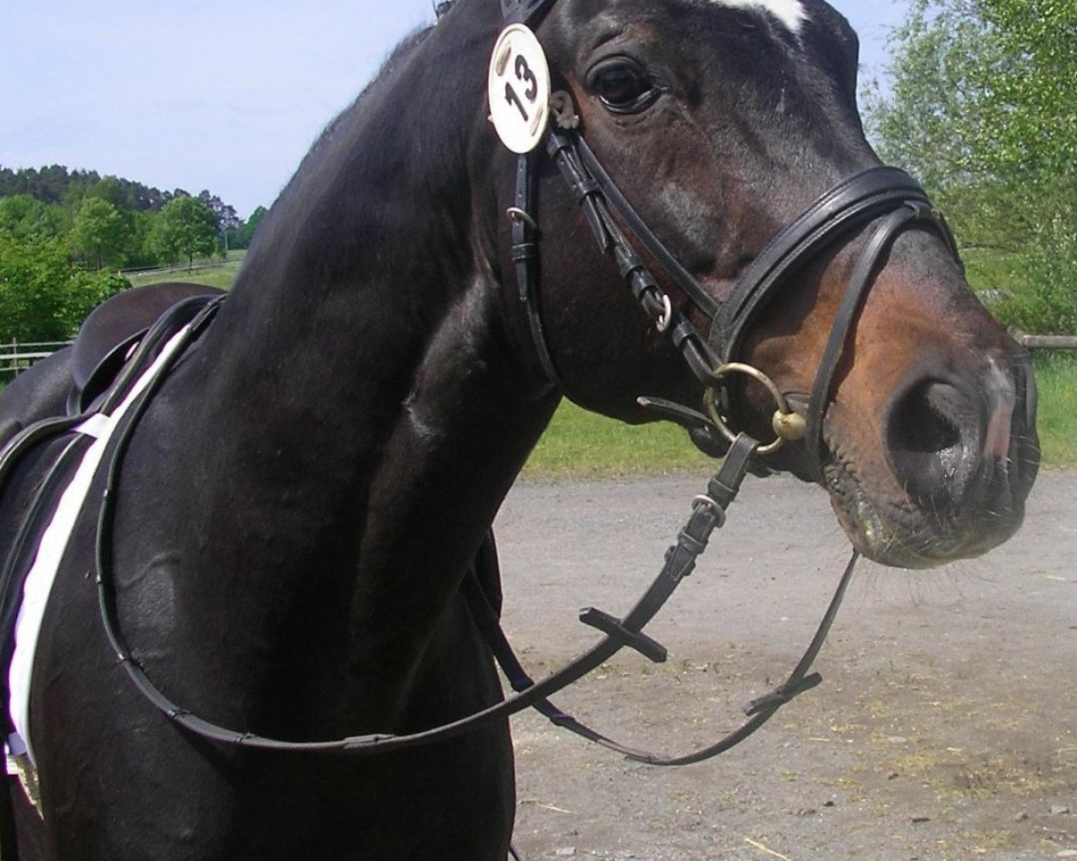 stallion Feuerglut (Westphalian, 1988, from Feuerfunke xx)