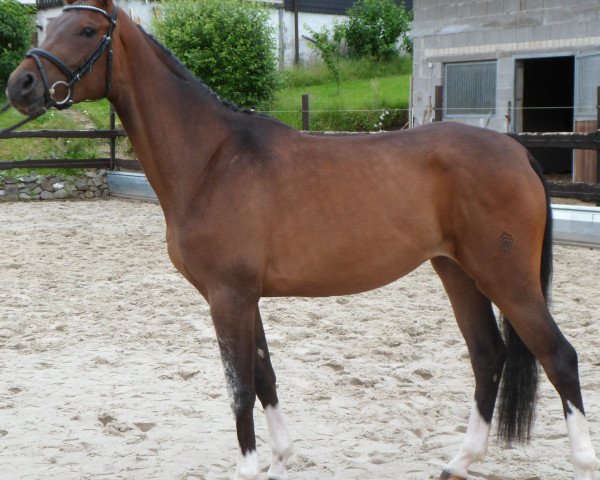 Pferd Comtesse (Westfale, 2010, von Cordato)