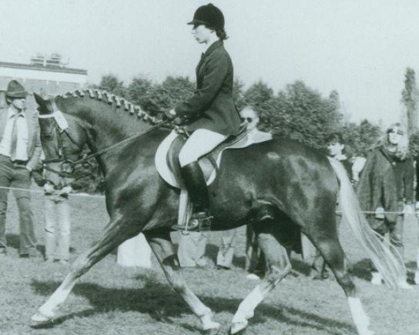stallion Derby (German Riding Pony, 1977, from Dandy) stallion Derby (German Riding Pony, 1977, from Dandy)