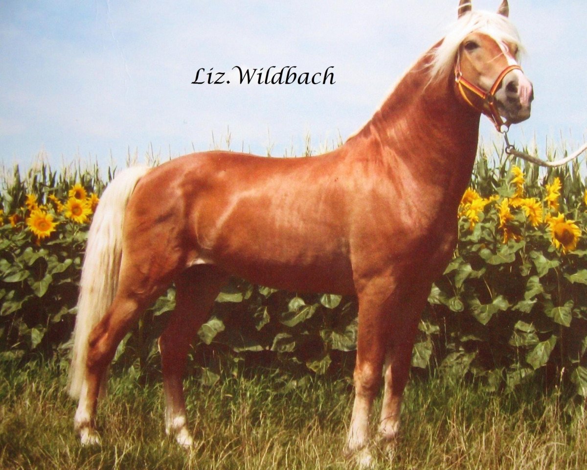 stallion Wildbach (Haflinger, 1992, from Winterstein)